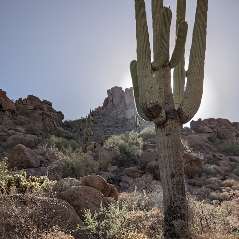 A cactus towering over a rocky landscape