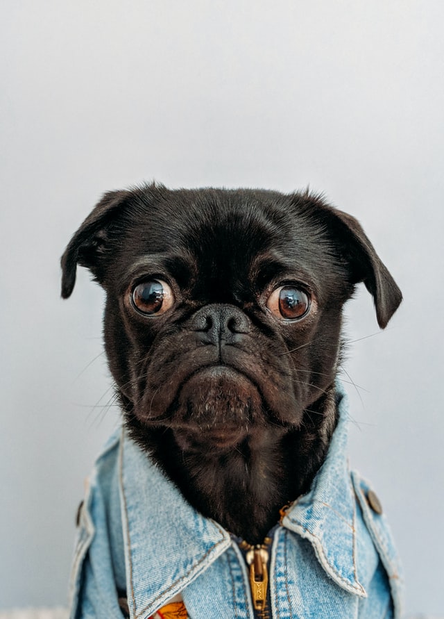 A dog wearing a jean jacket