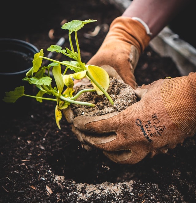 Gardening